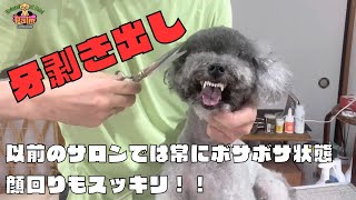 噛み犬トリミングにトイプードルの銀ちゃんが初来店！！