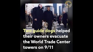 Did Daisy the Dog Rescue Hundreds of 9/11 Survivors?