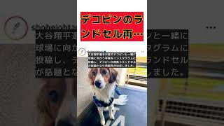 大谷の愛犬デコピンが背負うランドセル、再販売決定！ #short