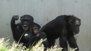 午後の食事の時間だよ！イブキ　Afternoon meal time!  by Ibuki  チンパンジー　多摩動物公園