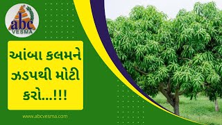 આંબા કલમને ઝડપથી મોટી કરો |  Increase Mango Tree Growth