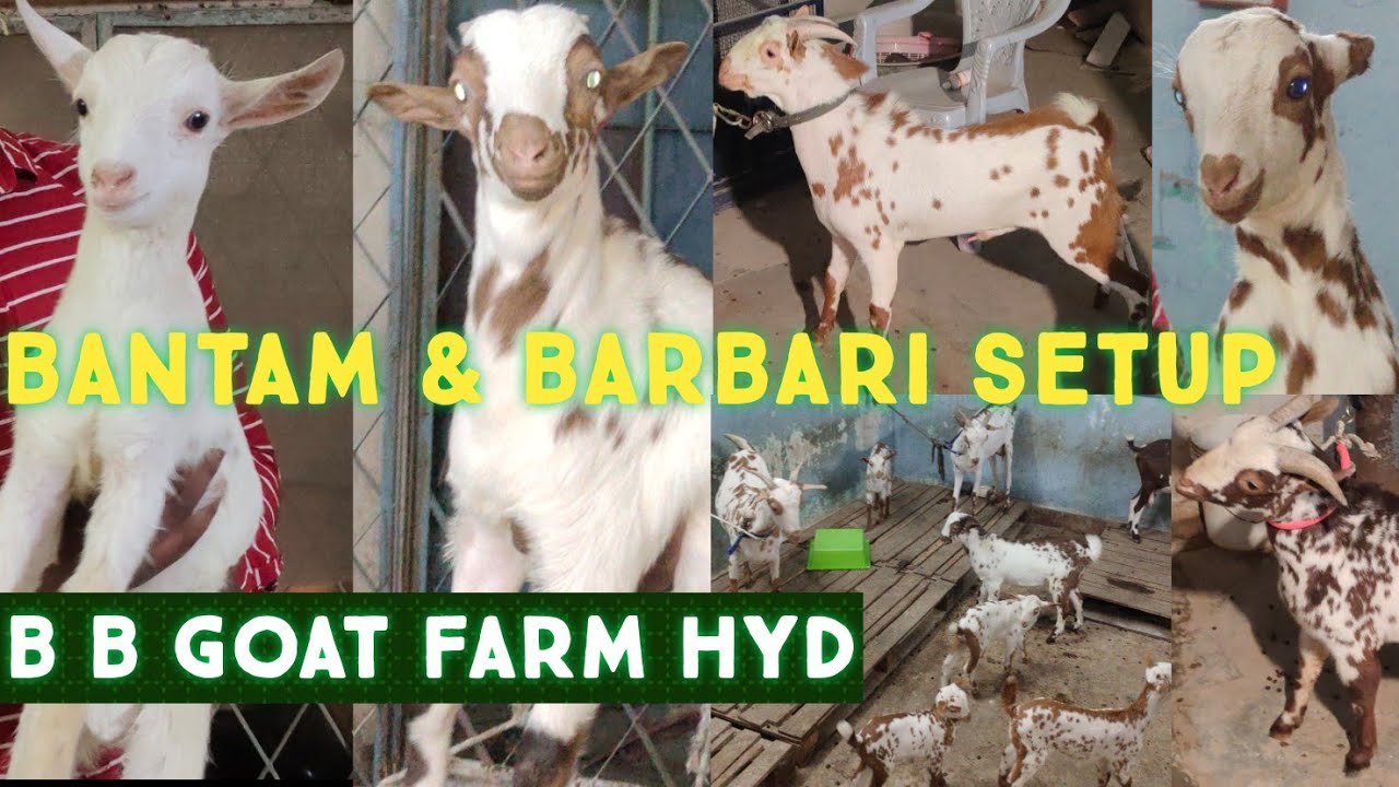 B B Goat Farm Hyderabad | Quality Barbari And Quality Bantam Goats ...