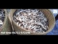 দেশের বাহিরে মাছ রপ্তানি।।exporting fish from bangladesh