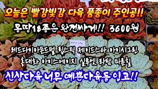 빛감예쁜다육으로 품종 교체 | 레드다이아몬드펄 립스틱 제이드스타 아이시그린 포함 18종 | 모두몽땅세트 단풍18종은 3600원 | 단품선택가능*유료광고포함*