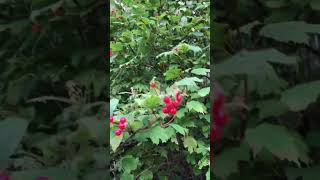 VİBURNUM OPULUS(European Cranberrybush)