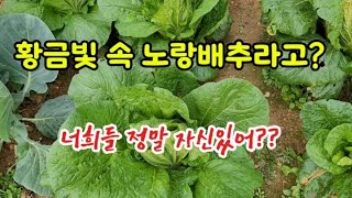 김장배추모종심고서 《62》황금빛 속 노랑배추라고요~~허무 맹랑한 이야기 하지 마세요