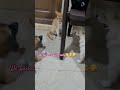 it's Paws vs Claws 🐶vs🐱 #pawsome #cat #cute #dog #fight