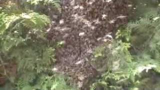 bijen zwerm, Bienen Schwarm, Swarm of Bees