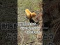 動物病院で薬をいただいたら… 柴犬 老犬 柴犬ライフ dog shibainu shorts