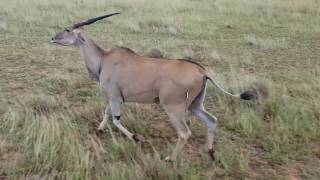 Eland Cow