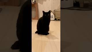 まっくろくろすけみたいな黒猫