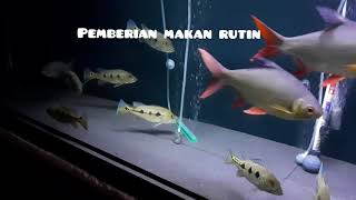 Proses Pertumbuhan Peacockbass Orinoco kecil ke besar