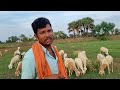 भेड़ पालन की पूरी जानकारी sheep farming sheep palan