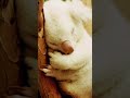 watch this white koala bear koala animals amazinganimals animalfacts