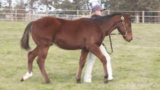 2020 INGLIS AUSTRALIAN WEANLING LOT 304 - Smart Missile - Miss Essembee colt (Brisbane Meadows, NSW)