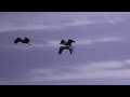 the great sandhill crane migration