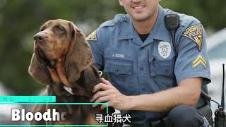 15种世界认可的军犬，很多人都被它骗了，原来它不只会卖萌！