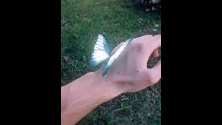 Life is Strange Butterfly but it's on my hand