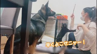 いつもは黒猫を狙っちゃうけど食になると優しくなる愛犬　ジャーマンシェパード