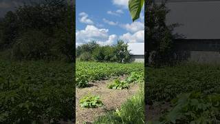 Робочі будні на городі . Літо ,літечко.