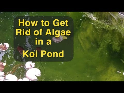 How to Get Rid of Algae in a Koi Pond How to Get Rid of Algae in a Koi Pond