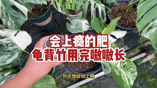 用完上瘾，龟背竹双拳组合套装肥