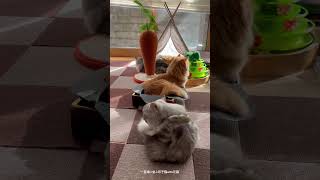 一直線に並ぶ双子猫with兄猫　#cat#catlover #cats #kitten #cute #猫#猫動画 #猫のいる暮らし #猫好きさんと繋がりたい #猫のいる生活#ねこ#子猫#ミヌエット