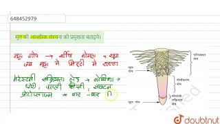 मूल की आन्तरिक संरचना की प्रमुखता बताइये। | 11 | पुष्पी पादपों का शारीर या शारीरिकी  | BIOLOGY |...