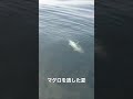 マグロを逃した夏。宮城は今は遊漁でのマグロ釣りは禁止だったと思います。