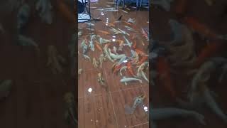 MANTAP NIH KLO BIKIN DI RUMAH #shorts#bestvideos#amazingvideos#bestfishing#viral