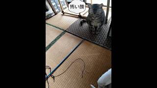 猫じゃらしで遊んでニャって怖い顔になって飛びかかっておねだりする可愛い猫ちゃん😸♥️ﾑﾁﾑﾁﾎﾞﾃﾞｨのｱﾒﾘｶﾝｼｮｰﾄﾍｱ♥️