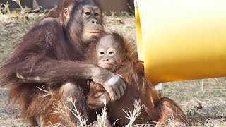 仲良し　チェリアちゃん💛ロキちゃん・オランウータン