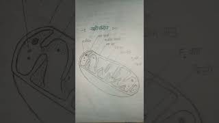 Mitochondria का चित्र बहुत आसान है