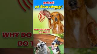 நாய் இப்படி இருந்தால் இதுதான் காரணம்! How do dogs do that? #shorts #trending #facts #dog