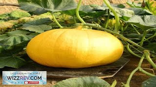 Pumpkin Paris Yellow – Seeds Review