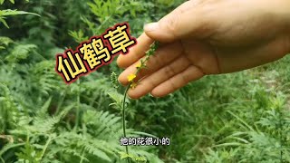 你认识仙鹤草吗？开黄色小花很漂亮，药用价值很高，不认识就亏了