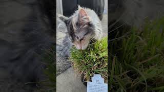 Cat grass