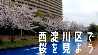 【お花見】西淀川区で桜を見ました