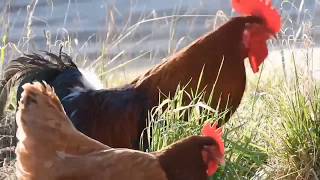 Hen Sounds || Rooster sounds || Chiken sounds | Rooster crowing sounds Effect | Rooster crowing