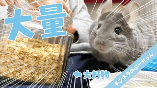 目の前に大量の大好物を見つけたチンチラの反応がとにかく可愛い！Funny and Cute Chinchilla