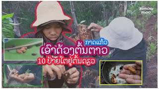 ເອົາດ້ວງຕົ້ນຕາວ | เอาด้วงต้นตาว 10 ป้ายตัวอยู่ต้นเดียว🐛🌴