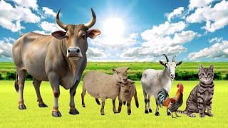 Bustling Animal World Sounds Around us: cow, chicken, goat, sheep, cat