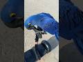 hyacinth macaw