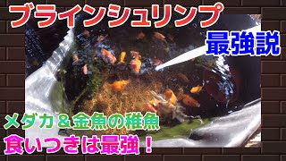 【ブラインシュリンプは爆つく！】死に物狂いで食べるのがブラインシュリンプ！稚魚には最強のエサですね～【金魚＆メダカ】