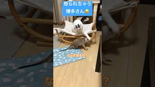 猫の大吉と仲良くしたいのに怒られちゃうミーアキャットの博多さん🥺#shorts #猫 #ミーアキャット