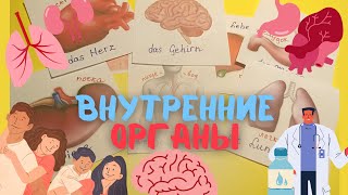 ВНУТРЕННИЕ ОРГАНЫ - НА НЕМЕЦКОМ #deutsch #video #lernen #organs