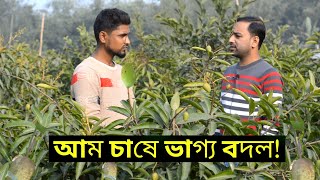 চাকরি ছেড়ে বারোমাসি থাই কাটিমন আম চাষ করে তিন বন্ধুর ভাগ্য বদল । আম চাষ পদ্ধতি। Mango cultivation.