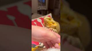 ジャンプしてくると思ってたらトカゲが落ちていった…… #beardeddragon #爬虫類 #フトアゴヒゲトカゲ