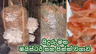 Mushroom cultivation on oyster and pink oyster straw / පිදුරු මත බිම්මල් වගාව