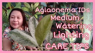 AGLAONEMA VARIETIES with Names and PLANT CARE (Ep #24)